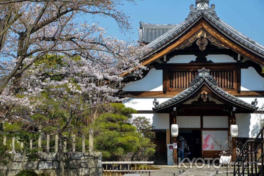 妙覚寺　3月23日の桜1