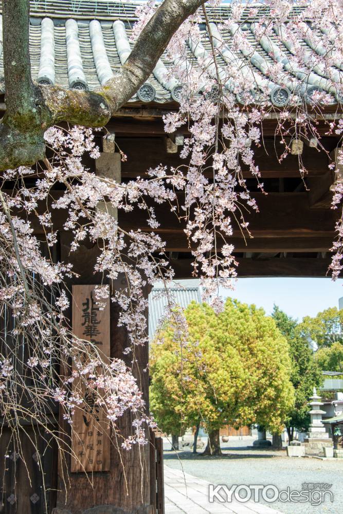 妙覚寺　3月23日の桜2