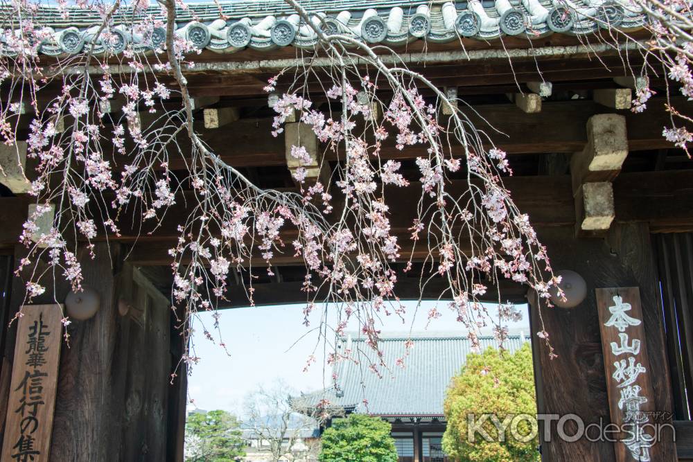 妙覚寺　3月23日の桜3