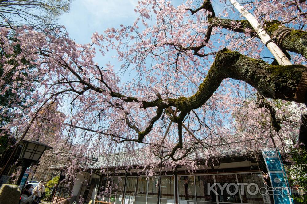 水火天満宮　3月27日の桜3