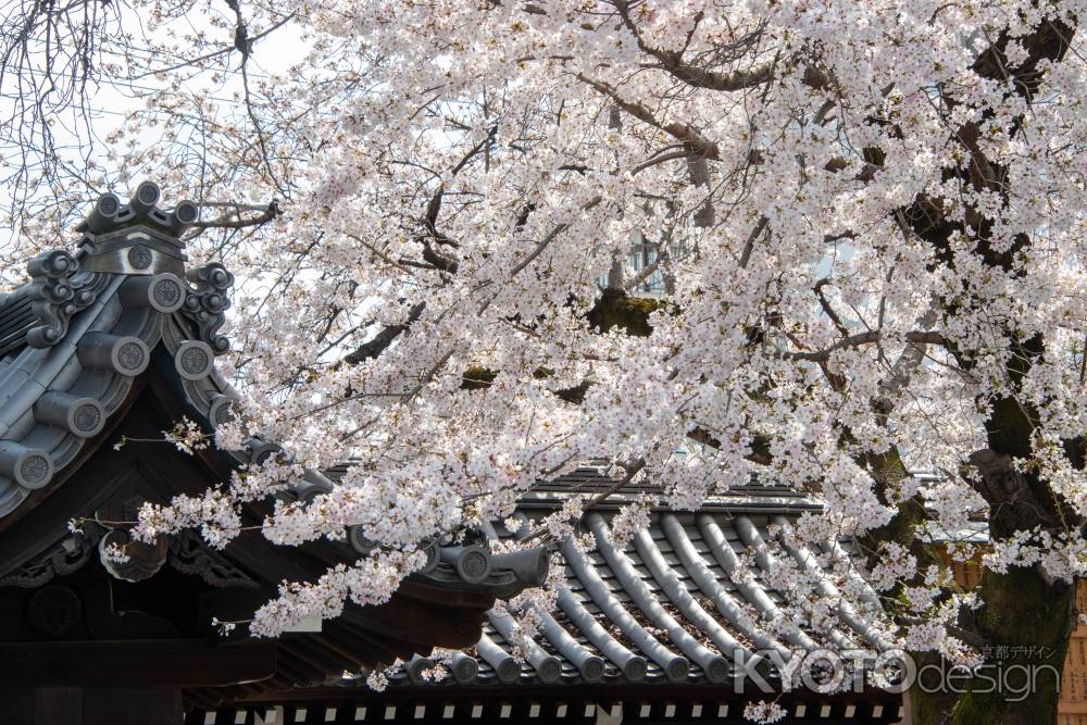 仏光寺　3月27日の桜1