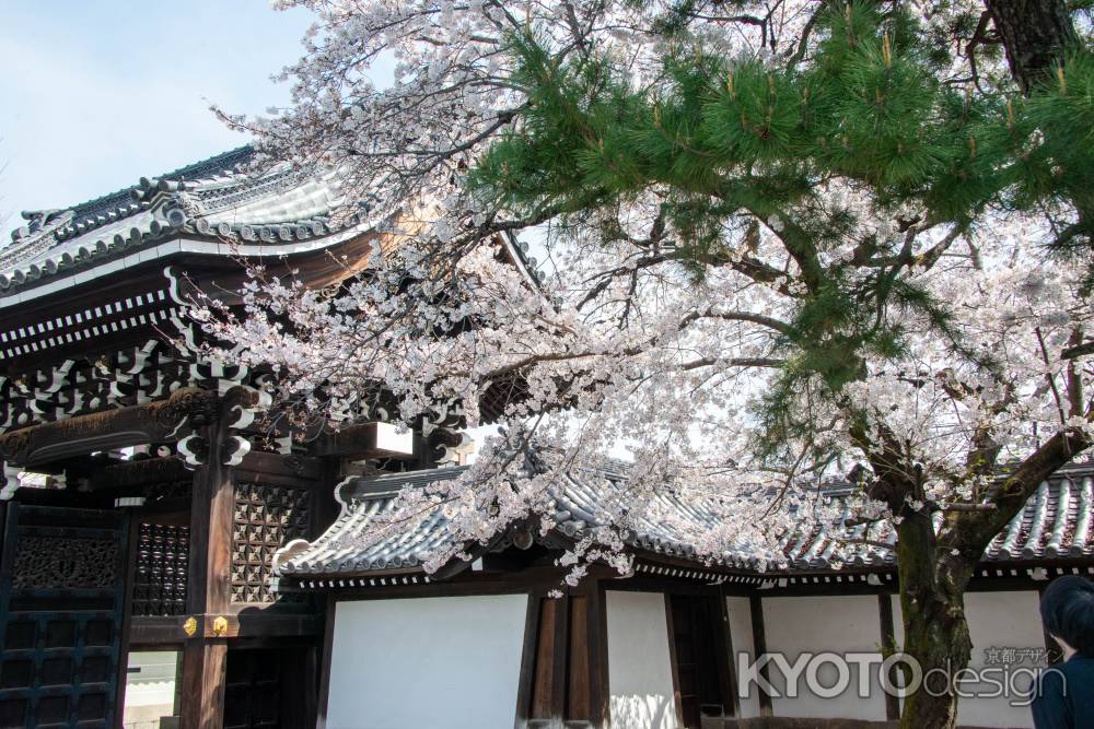 佛光寺　3月27日の桜3