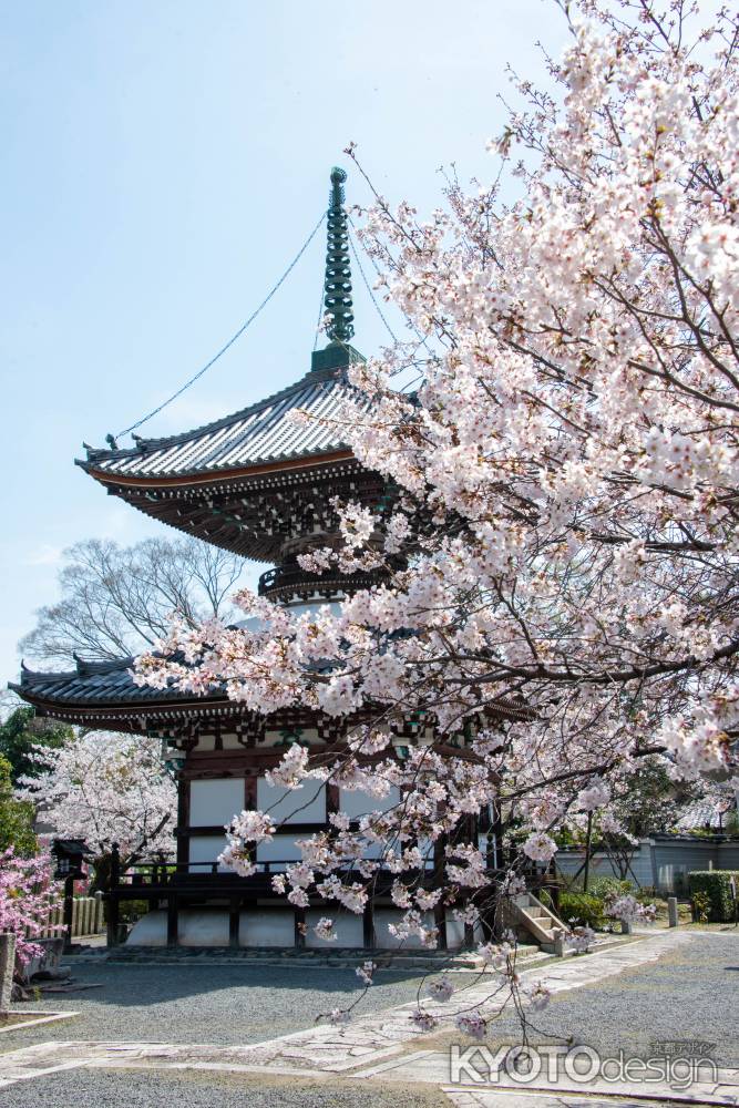 本法寺　3月27日の桜1