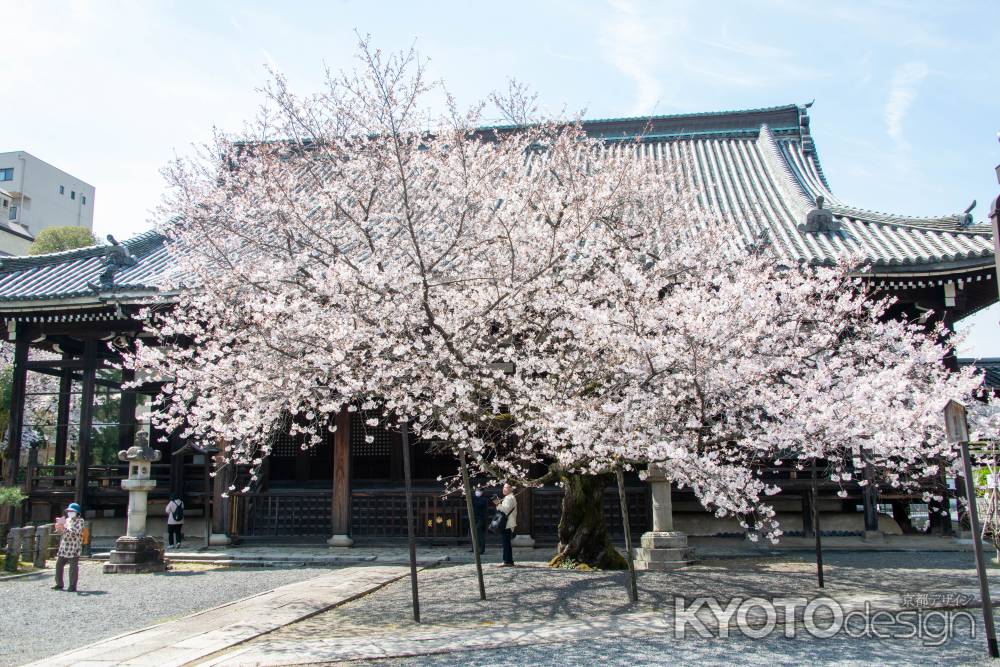 本法寺　3月27日の桜2