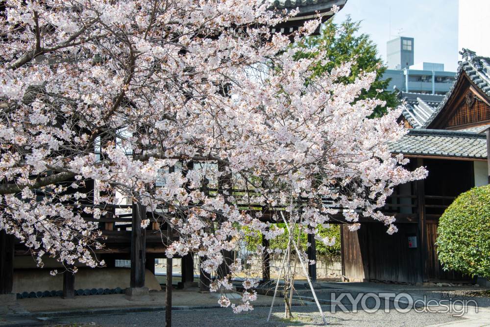 本法寺　3月27日の桜3