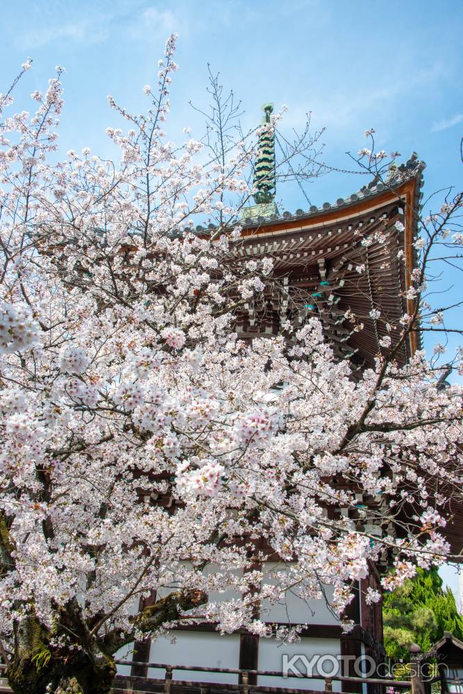 本法寺　3月27日の桜5