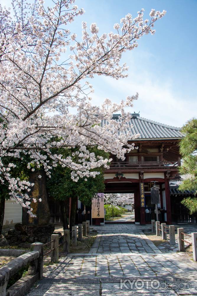 本法寺　3月27日の桜6