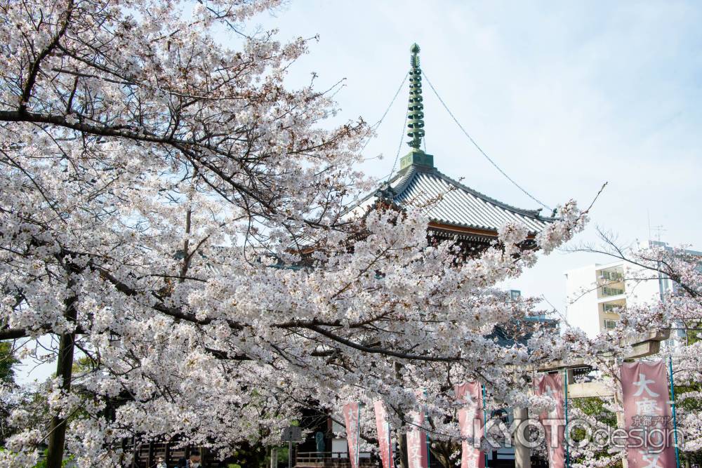 本法寺　3月27日の桜7