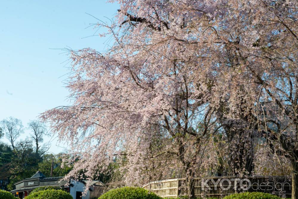 円山公園　3月27日の桜2