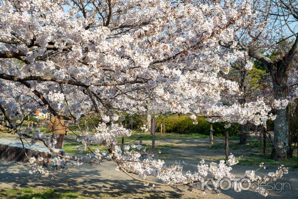 円山公園　3月27日の桜3