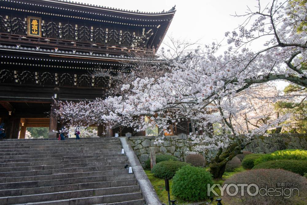 知恩院　3月27日の桜2