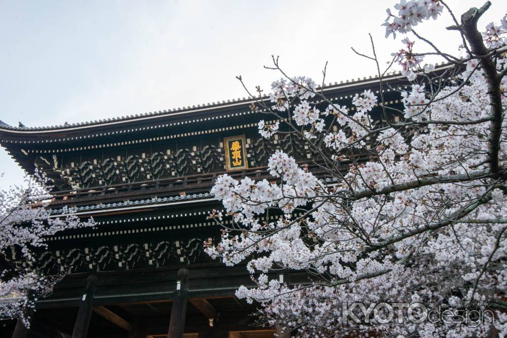 知恩院　3月27日の桜3