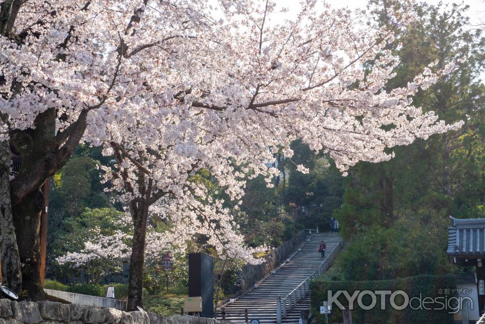 知恩院　3月27日の桜5