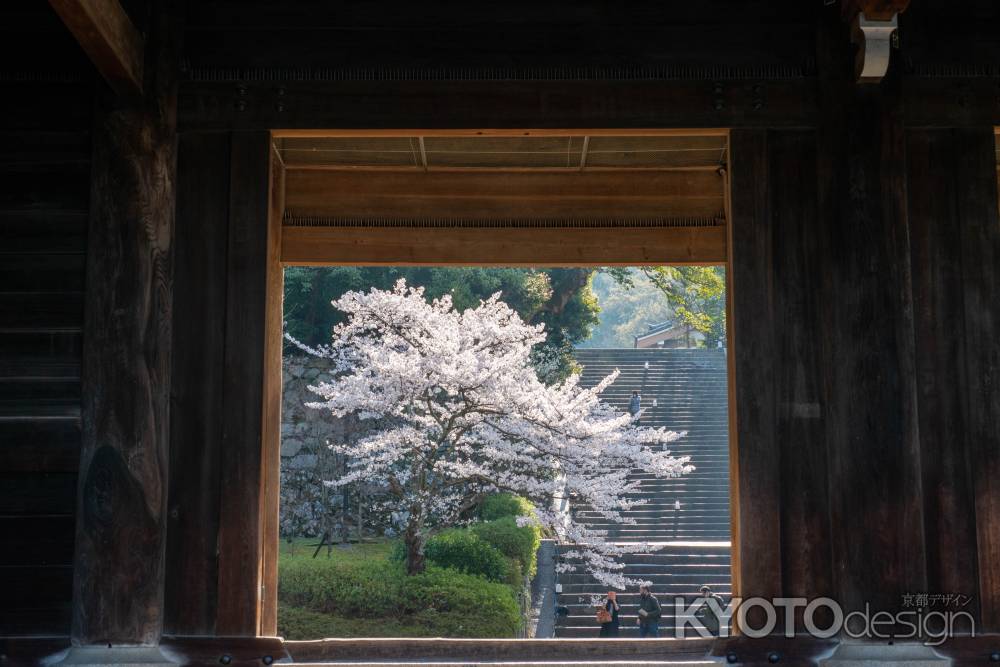 知恩院　3月27日の桜6