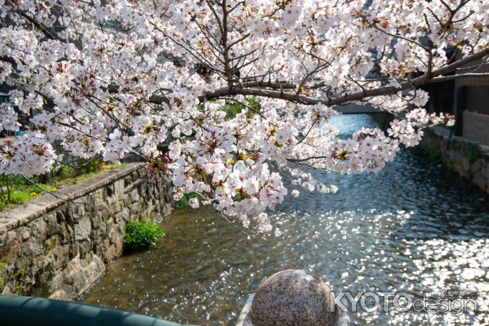 白川沿いの桜2