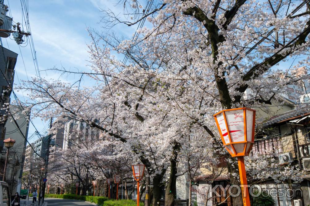 木屋町の桜1