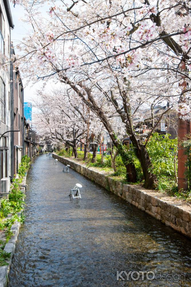 木屋町の桜2