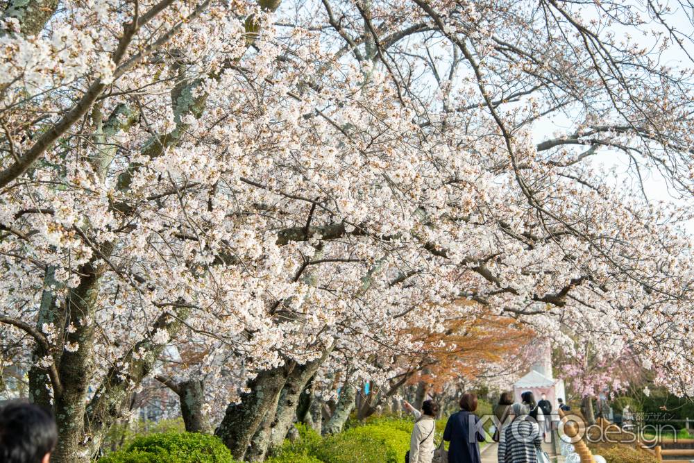 長岡天満宮　3月28日の桜1