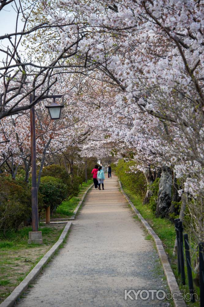 長岡天満宮　3月28日の桜2