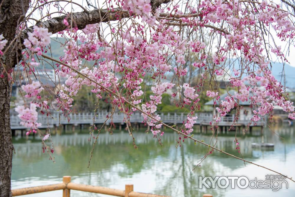 長岡天満宮　3月28日の桜4