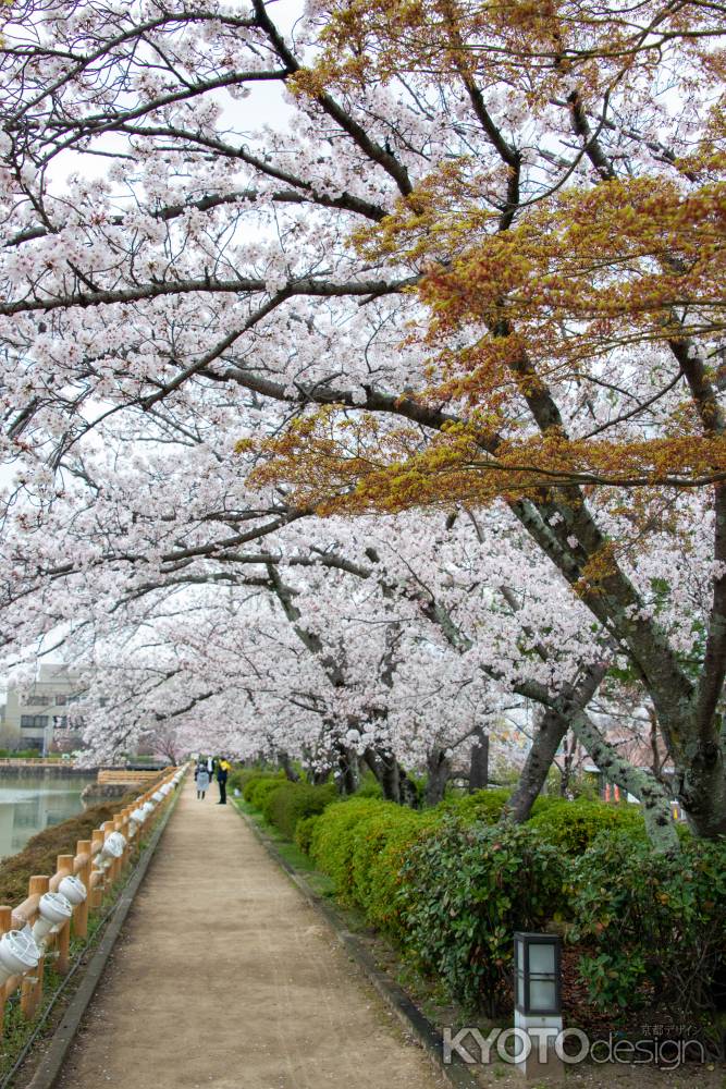 長岡天満宮　3月28日の桜5