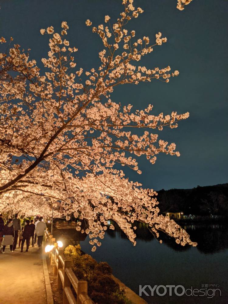 長岡天満宮　3月28日のライトアップ3