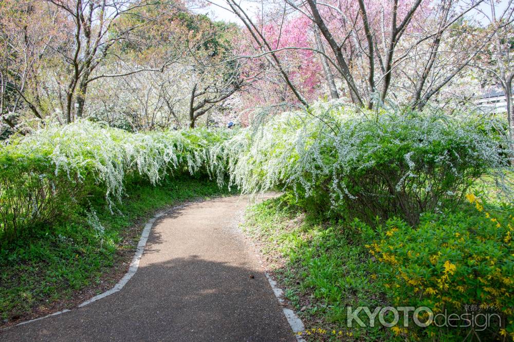 京都府立植物園　白の誘い道