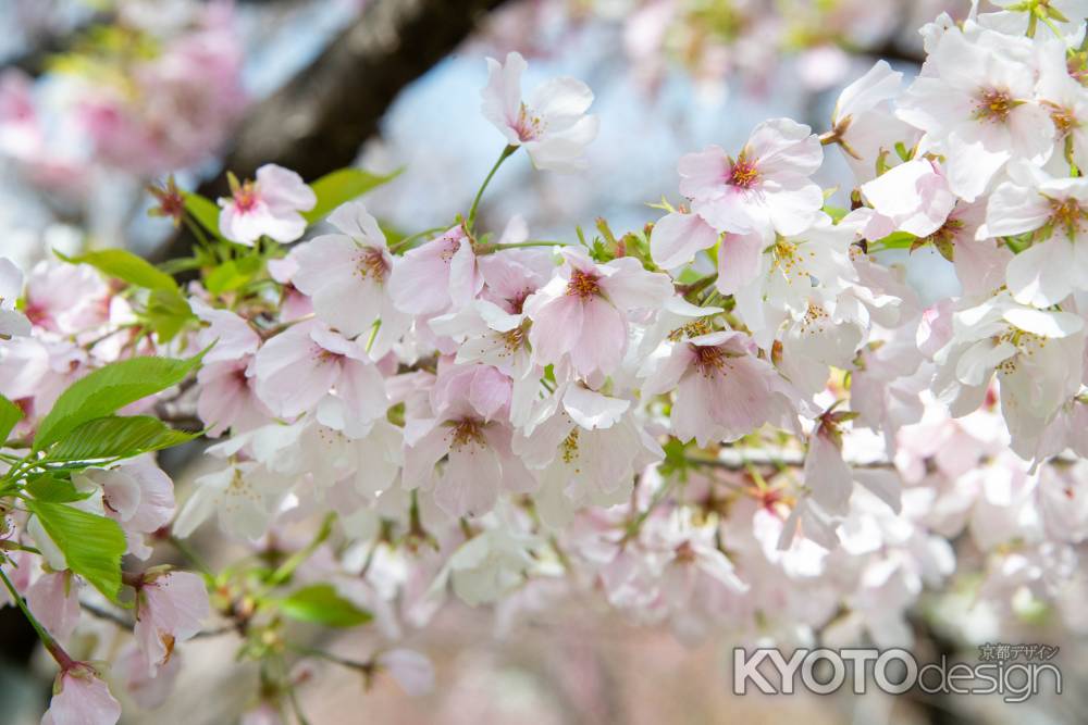 京都府立植物園　天城吉野