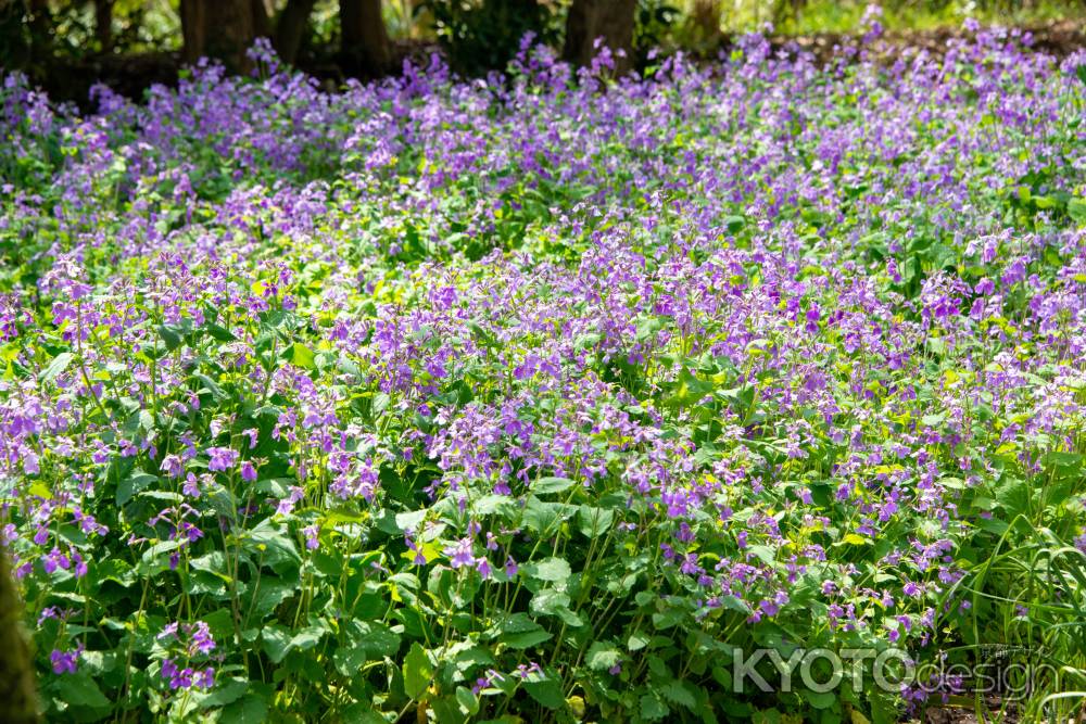 京都府立植物園　ショカツサイ