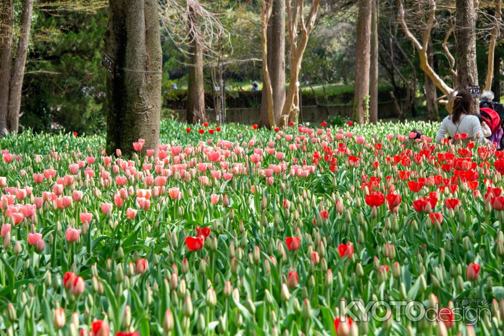 京都府立植物園　チューリップ一面