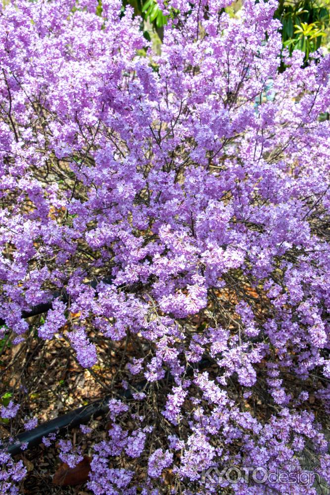 京都府立植物園　フジモドキ