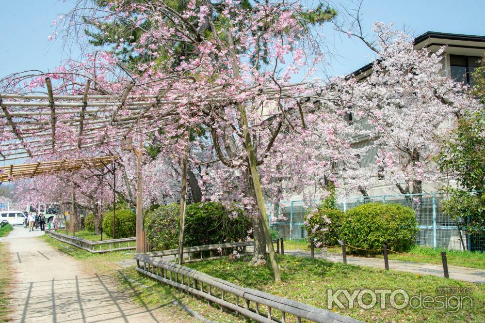 半木の道　3月29日の桜4