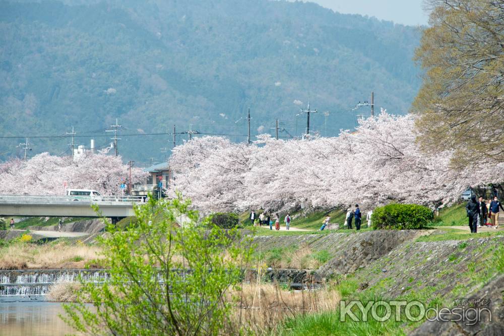 3月29日　鴨川沿いの桜1