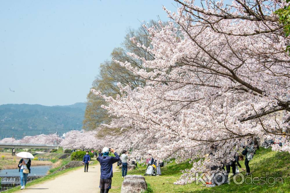 3月29日　鴨川沿いの桜2