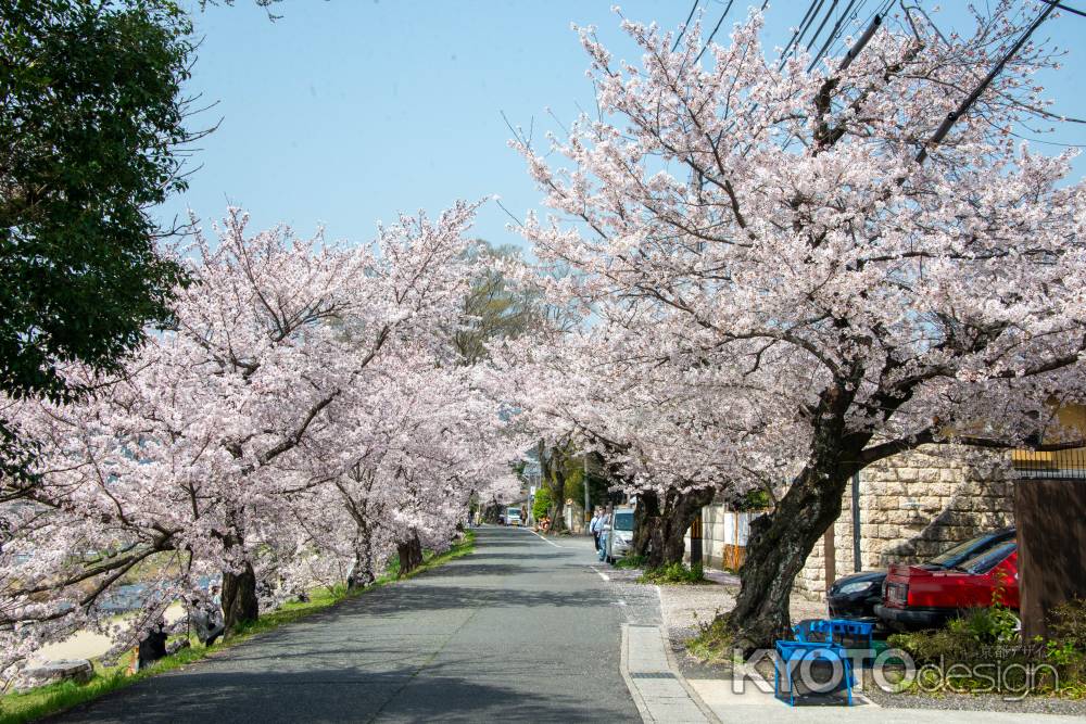 3月29日　鴨川沿いの桜3