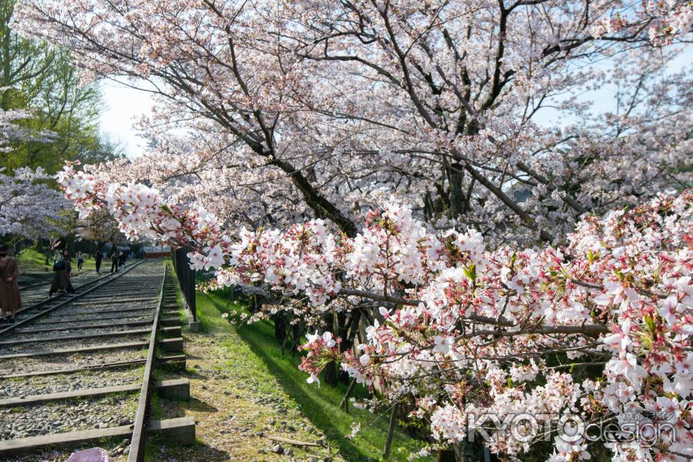 蹴上インクライン　4月1日の桜4