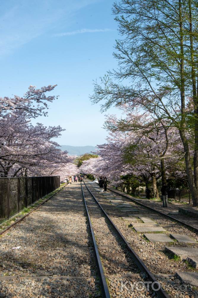 蹴上インクライン　4月1日の桜6