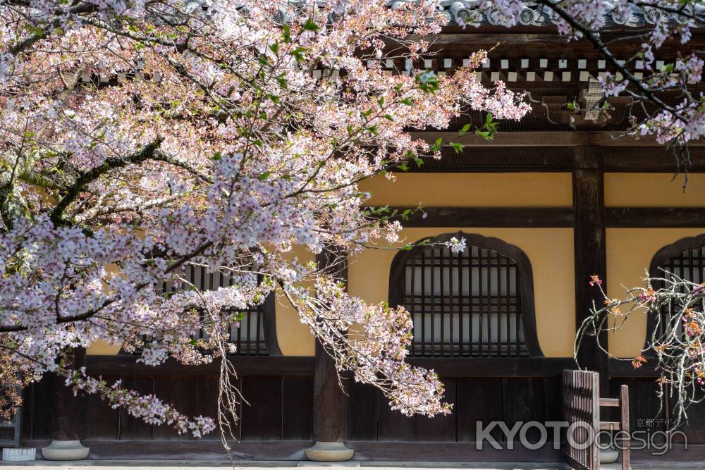 南禅寺　4月1日の桜3