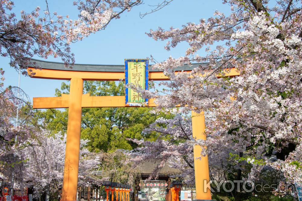 平野神社　4月2日の桜1