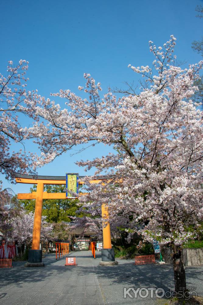 平野神社　4月2日の桜2