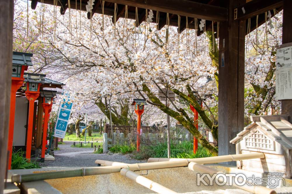 平野神社　4月2日の桜4