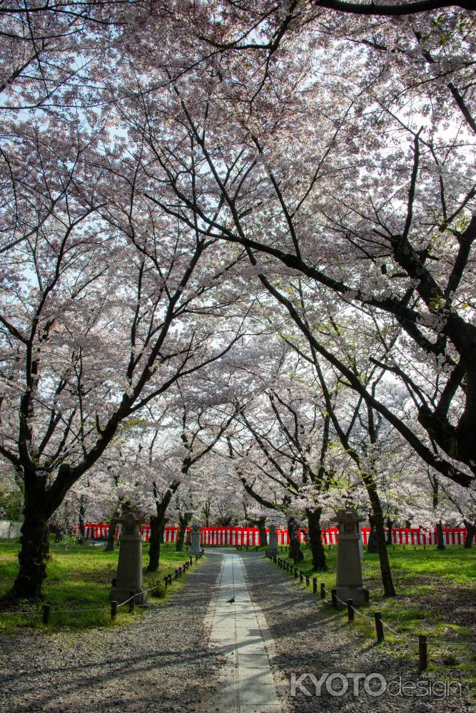 平野神社　4月2日の桜8