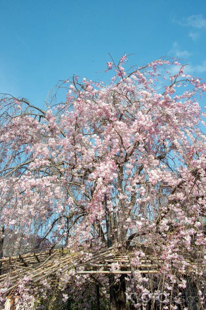 妙蓮寺　御会式桜