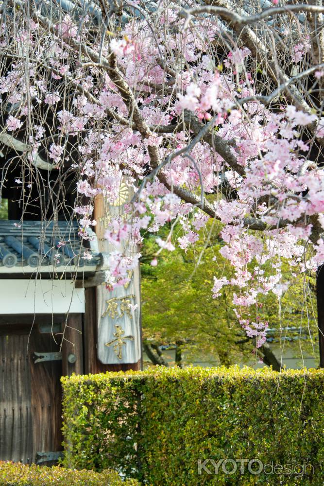 妙顕寺　しだれ桜と門