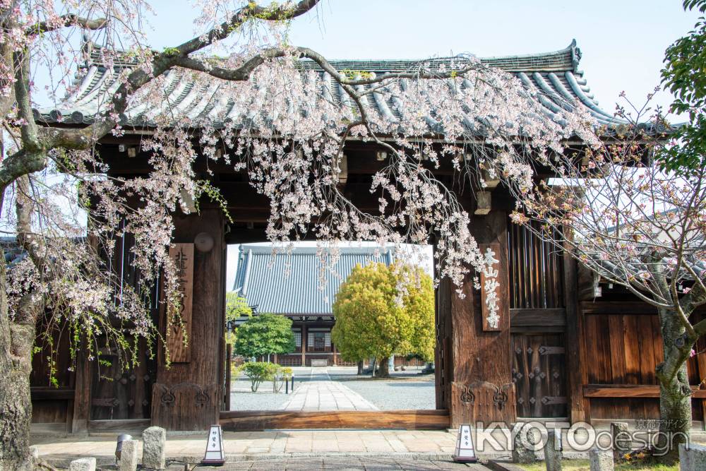 妙覚寺　桜のエントランス