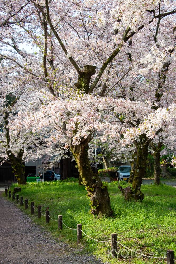 平野神社　みちるサクラ