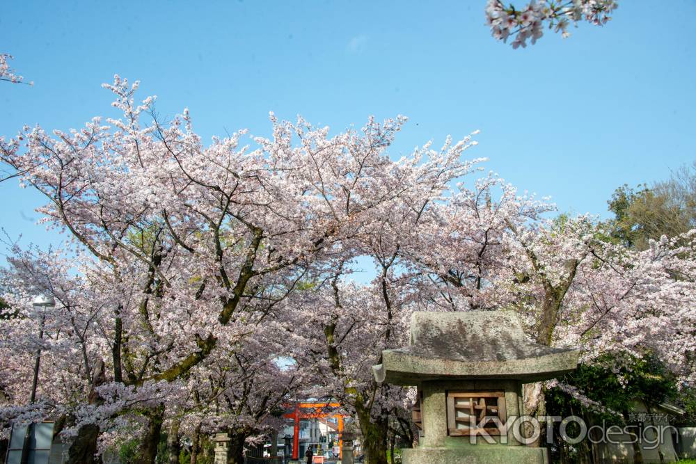 平野神社　灯篭とサクラ