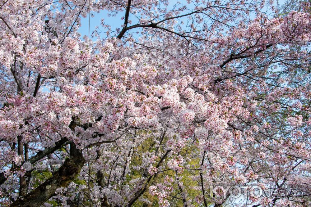 平野神社　青空を仰ぐと