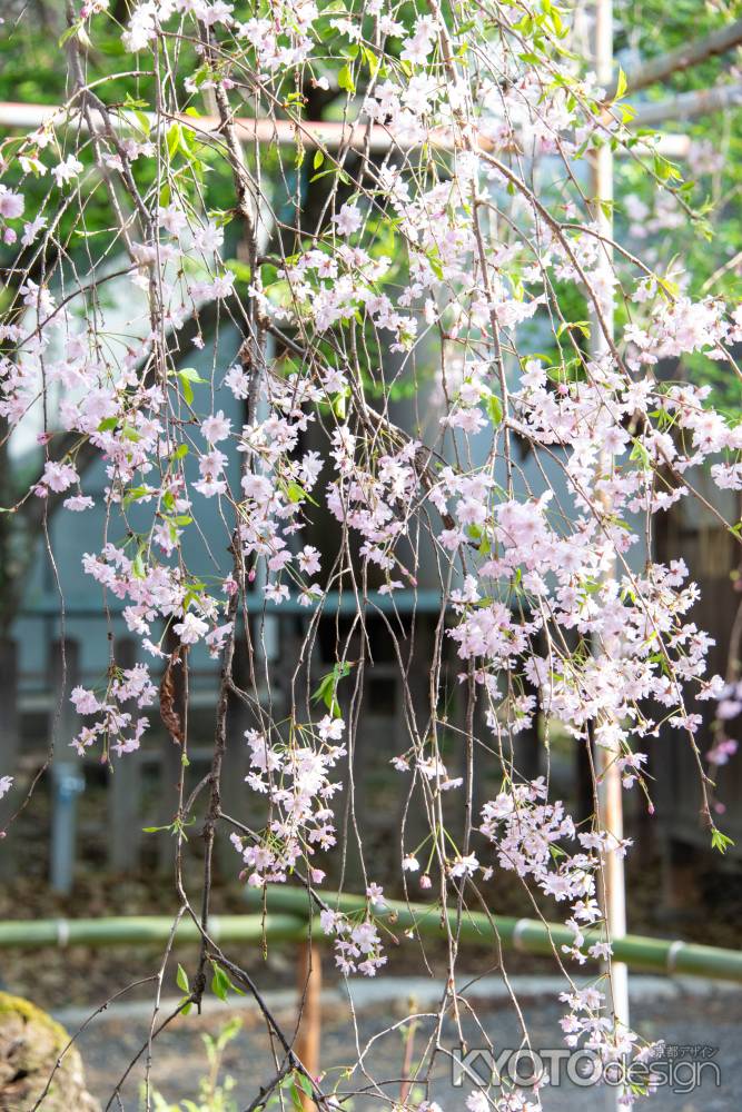 平野神社　しだれカーテン