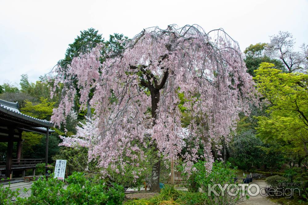 法金剛院　待賢門院桜